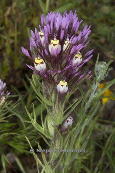 castilleja densiflora ssp densiflora 4 graphic